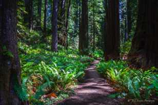 Prairie Creek Redwoods-0251